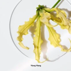 Clinique Aromatics Elixir Eau De Parfum Spray -Outlet Rosmiral Store 2127418cm alt06