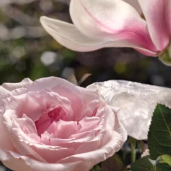 Chloé L'Eau Eau De Toilette