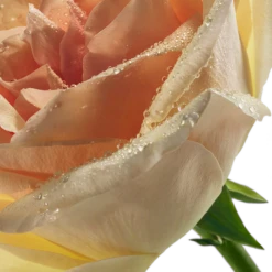 Philosophy Pure Grace Nude Rose Eau De Parfum -Outlet Rosmiral Store 2564171cm alt02