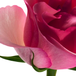 Philosophy Amazing Grace Ballet Rose Eau De Parfum -Outlet Rosmiral Store 2564172cm alt02